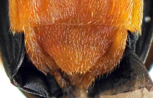 Réf. 222 594 : Ancistronycha violacea